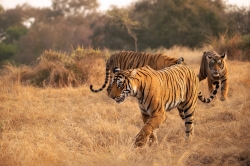 Ranthambore Tour Packages from Delhi