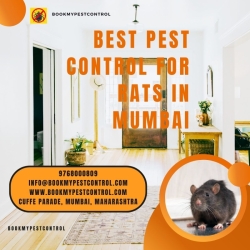 BEST PEST CONTROL FOR RATS IN MUMBAI | 9768000809